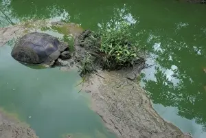 Tortoise Prints: Ecuador, Galapagos Islands, Galapagos Tortoise (Geochelone elephantopus) resting