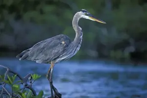 Ecuador, Galapagos Islands, Great Blue Heron (Ardea herodias) resting on branch near