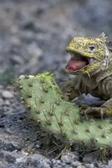 Gravel Prints: Ecuador, Galapagos Islands, Land Iguana (Conolophus subcristatus) feeding on Opuntia