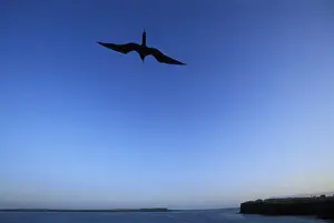 Low Perspective Prints: Ecuador, Galapagos Islands, Magnificent Frigatebird (Fregata magnificens) flying