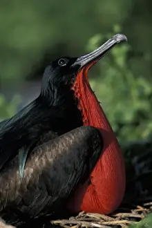 Ecuador, Galapagos Islands, Magnificent Frigatebird (Fregata magnificens) in nesting