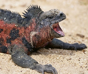 Ecuador, Galapagos Islands. A marine iguana yawning