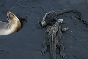 Gravel Prints: Ecuador, Galapagos Islands, Marine Iguanas (Amblyrhynchus cristatus) on lava by Galapagos