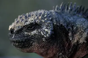 Ecuador, Galapagos Islands, Marine Iguanas (Amblyrhynchus cristatus) resting in setting