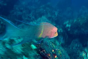 Images Dated 18th October 2004: Ecuador, Galapagos Islands National Park, Wolf Island, Mexican Hogfish (Bodianus