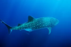 Images Dated 20th October 2004: Ecuador, Galapagos Islands National Park, Whale Shark (Rhincodon typus)