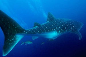 Images Dated 20th October 2004: Ecuador, Galapagos Islands National Park, Whale Shark (Rhincodon typus)