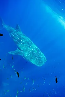 Images Dated 20th October 2004: Ecuador, Galapagos Islands National Park, Whale Shark (Rhincodon typus)