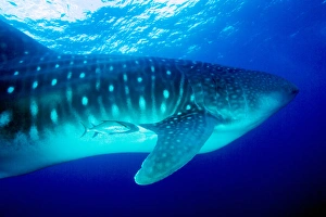 Images Dated 20th October 2004: Ecuador, Galapagos Islands National Park, Whale Shark (Rhincodon typus)