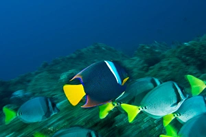 Ecuador, Galapagos Islands National Park, Wolf Island, King Angelfish (Holacanthus passer)