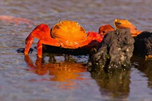 Galapagos Islands National Par Prints: Ecuador, Galapagos Islands National Park, Puerto Egas, Sally Lightfoot Crabs (Grapsus