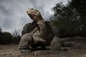 Images Dated 15th December 2007: Ecuador, Galapagos Islands National Park, Santa Cruz Island, Puerto Ayora, Flash