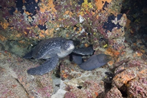 Images Dated 13th December 2007: Ecuador, Galapagos Islands National Park