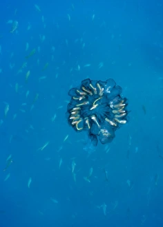 Images Dated 10th December 2007: Ecuador, Galapagos Islands National Park, Cousins Rock, Underwater view of Jellyfish