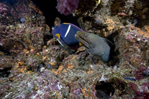 Ecuador, Galapagos Islands National Park, Wolf Island, Underwater view of Spotted Moray Eel