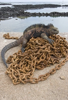 Images Dated 15th December 2007: Ecuador, Galapagos Islands National Park, Santa Cruz Island, Puerto Ayora, Marine Iguana