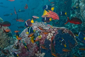 Images Dated 15th December 2007: Ecuador, Galapagos Islands National Park, Gordon Rocks, Underwater view of brightly