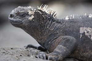 Images Dated 8th December 2007: Ecuador, Galapagos Islands National Park, Santa Cruz Island, Puerto Ayora, Marine Iguana