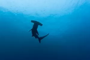 Images Dated 11th December 2007: Ecuador, Galapagos Islands National Park, Underwater view of Hammerhead Shark (Sphyrna