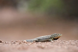 Ecuador, Galapagos Islands National Park, Santa Cruz Island, Puerto Ayora, Lava Lizard