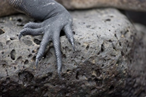 Ecuador, Galapagos Islands National Park, Santa Cruz Island, Puerto Ayora, Marine Iguana