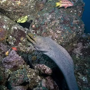 Images Dated 11th December 2007: Ecuador, Galapagos Islands National Park, Wolf Island, Underwater view of Spotted Moray Eel