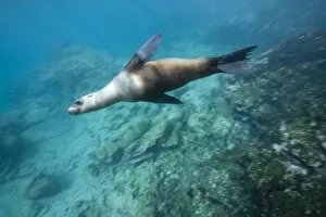 Images Dated 10th December 2007: Ecuador, Galapagos Islands National Park, Bartolome Island, Underwater view of Galapagos Sea Lion
