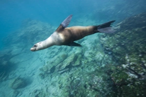 Images Dated 10th December 2007: Ecuador, Galapagos Islands National Park, Bartolome Island, Underwater view of Galapagos Sea Lion