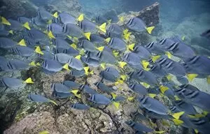 Images Dated 10th December 2007: Ecuador, Galapagos Islands National Park, Bartolome Island, Underwater view of Yellowtail