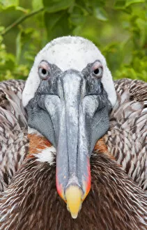 Ecuador, Galapagos Islands, Rabida. Brown pelican on nest staring ahead. Credit as