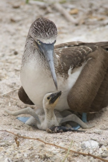 Parent Prints: Ecuador, Galapagos, Lobos Island. Nesting Blue-footed Booby (WILD: Sula nebouxii