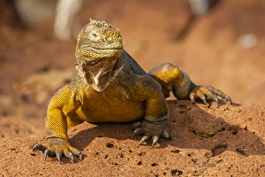 Images Dated 21st March 2014: Ecuador, Galapagos National Park. Close-up of land iguana