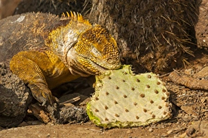 Images Dated 21st March 2014: Ecuador, Galapagos National Park. Close-up of land iguana eating cactus leaf. Credit as