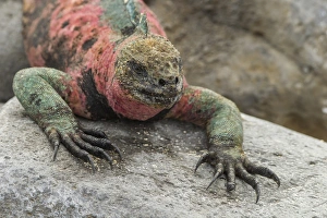 Images Dated 24th March 2014: Ecuador, Galapagos National Park. Marine iguana on rock