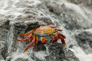 Images Dated 20th March 2014: Ecuador, Galapagos National Park. Sally lightfoot crab on beach rock
