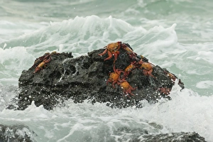 Ecuador, Galapagos National Park. Sally lightfoot crabs on beach rock. Credit as