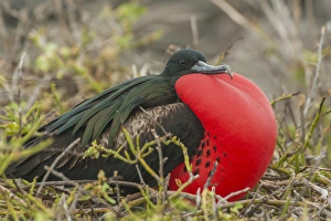 Images Dated 21st March 2014: Ecuador, Galapagos National Park. Male great frigatebird displaying