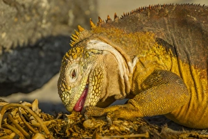 Ecuador, Galapagos National Park. Close-up of land iguana