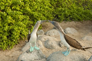 Images Dated 25th March 2014: Ecuador, Galapagos National Park, San Cristobal. Blue-footed booby pair. Credit as