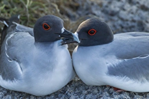 Images Dated 26th March 2014: Ecuador, Galapagos National Park. Swallow-tailed gull pair