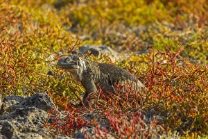 Images Dated 26th March 2014: Ecuador, Galapagos National Park. Land iguana in colorful vegetation