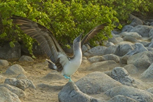Images Dated 25th March 2014: Ecuador, Galapagos National Park, San Cristobal. Blue-footed booby displaying. Credit as