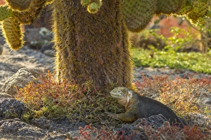 Images Dated 26th March 2014: Ecuador, Galapagos National Park. Land iguana and cactus
