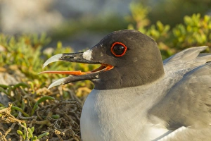 Ecuador, Galapagos National Park. Profile of swallow-tailed gull