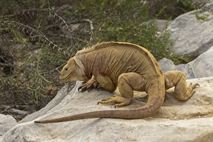 Images Dated 26th March 2014: Ecuador, Galapagos National Park. Land iguana on boulder