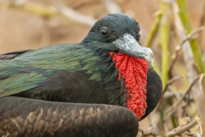 Ecuador, Galapagos National Park. Close-up of male great frigatebird