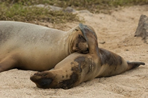 Images Dated 21st March 2014: Ecuador, Galapagos National Park. Sleeping sea lions