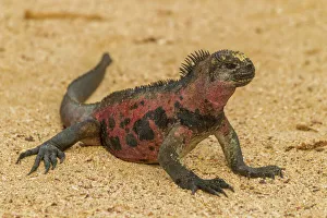 Ecuador, Galapagos National Park. Marine iguana on sand
