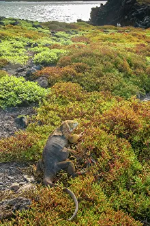 Ecuador, Galapagos National Park, South Plaza Island. Land iguana in portulaca plants