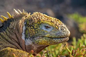 Ecuador, Galapagos National Park, South Plaza Island. Land iguana head close-up